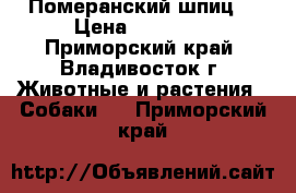 Померанский шпиц  › Цена ­ 35 000 - Приморский край, Владивосток г. Животные и растения » Собаки   . Приморский край